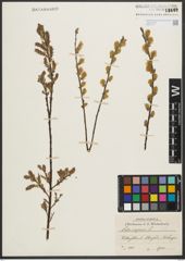 Foto von Salix repens L.